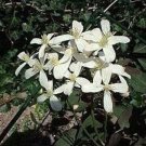 Clematis Recta Vanilla Scented White Clematis - 15 Seeds Fresh Garden