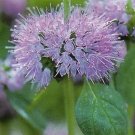 Mentha Pulegium Pennyroyal Medicinal Herb - 50 Seeds Fresh Garden