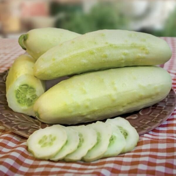 Seed Slicing Martini Cucumber - 10 Seeds Fresh Garden