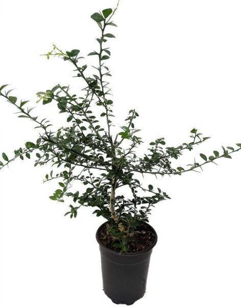 Lime Tree Finger Caviar Live Plant Fruiting Ins/Out NO Ship to TX FL AZ CA LA HI Fresh Garden