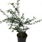 Lime Tree Finger Caviar Live Plant Fruiting Ins/Out NO Ship to TX FL AZ CA LA HI Fresh Garden