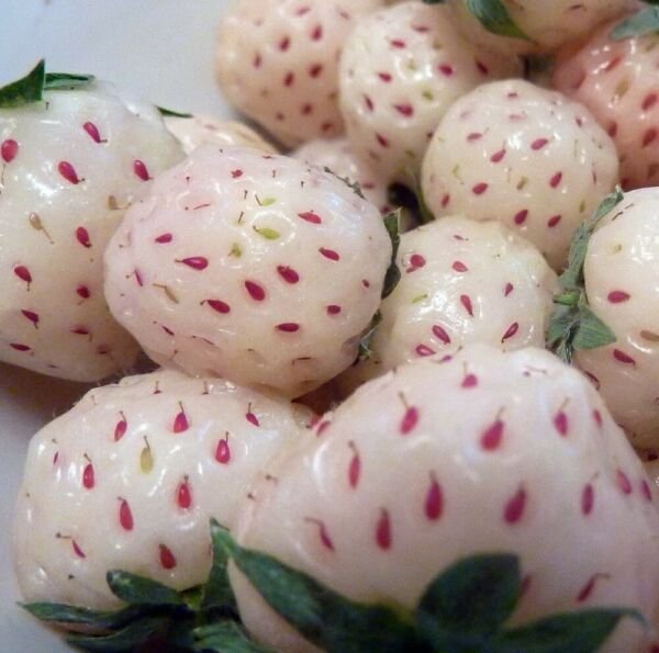 Strawberry White Carolina Pineberry Plants 10 Roots Bareroot Pineapple/Strawber Fresh Garden