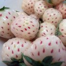 Strawberry White Carolina Pineberry Plants 10 Roots Bareroot Pineapple/Strawber Fresh Garden