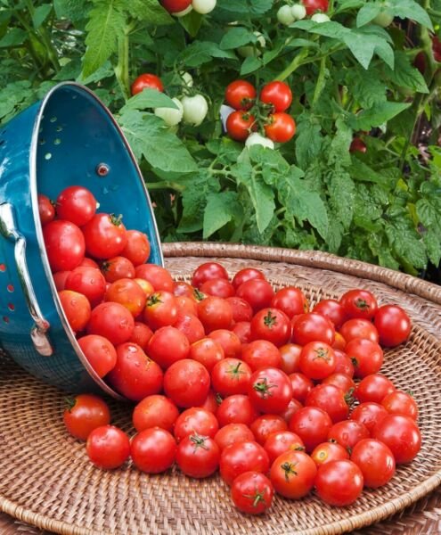 Tomato Cherry Seed Husky Red - 20 Seeds Fresh Garden