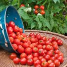 Tomato Cherry Seed Husky Red - 20 Seeds Fresh Garden