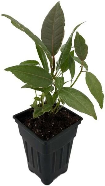 Ficus Tineke Rubber Tree Live Plant 2.5" Pot India Rubber Indoor Fresh Garden