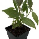 Ficus Tineke Rubber Tree Live Plant 2.5" Pot India Rubber Indoor Fresh Garden