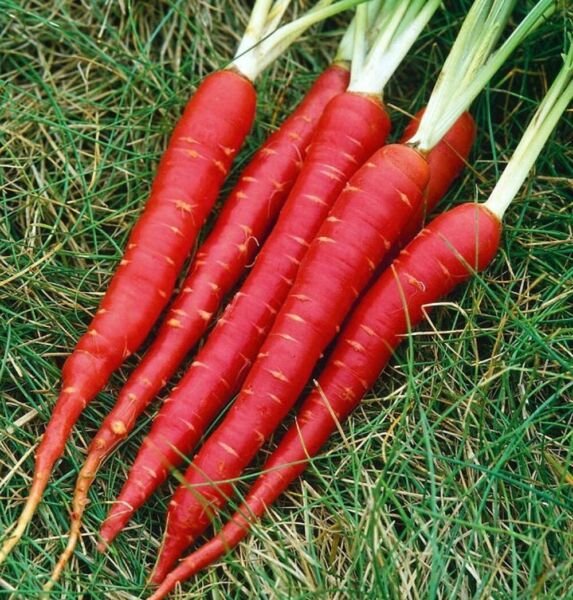 Carrot Seed Veggie Blood Red Atomic 150 Seeds Anti-oxidant Fresh Garden