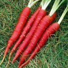 Carrot Seed Veggie Blood Red Atomic 150 Seeds Anti-oxidant Fresh Garden
