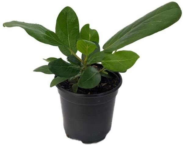 Ficus Benghalensis Audrey Indian Banyon Fig Live Tree 4" Pot Houseplant Indoor Fresh Garden