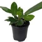 Ficus Benghalensis Audrey Indian Banyon Fig Live Tree 4" Pot Houseplant Indoor Fresh Garden