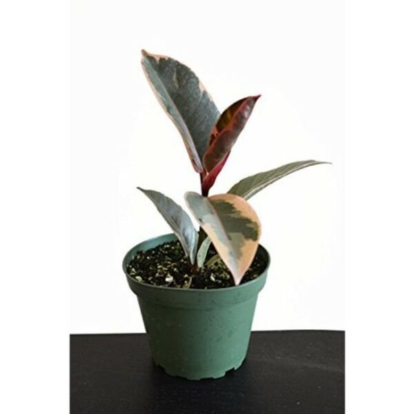 Ficus Tineke Rubber India Indoor Tree Plant Live Houseplant 4" Pot Fresh Garden