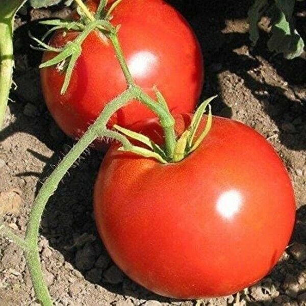 Tomato Seed Box Car Willie 65 Seeds Fruits Fresh Garden