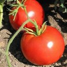 Tomato Seed Box Car Willie 65 Seeds Fruits Fresh Garden