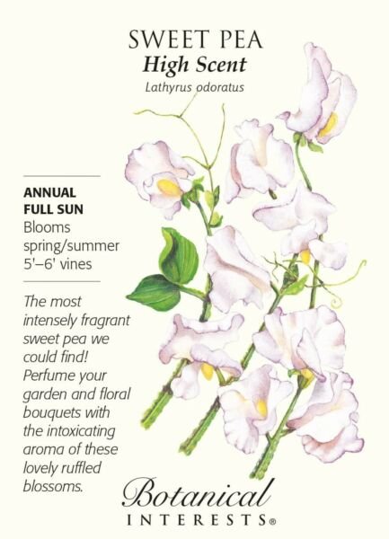 Botanical Annual Seed High Scent Sweet Pea Seeds 3 Grams Fresh Garden