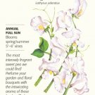 Botanical Annual Seed High Scent Sweet Pea Seeds 3 Grams Fresh Garden