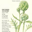 Botanical 18 Seed Green Globe Improved Artichoke Seeds Fresh Garden