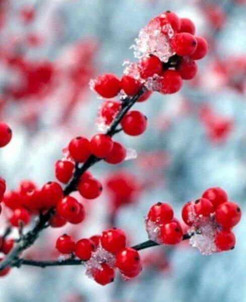 Ilex Verticillata Spravy Vivid Berry Heavy Winterberry Also Bonsai Proven Winner Fresh Garden