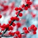 Ilex Verticillata Spravy Vivid Berry Heavy Winterberry Also Bonsai Proven Winner Fresh Garden