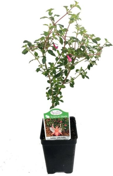 Fuchsia Lottie Hobby Live Plant Indoors Fairy Shade 2.5" Pot Fresh Garden