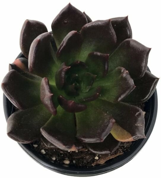 Echeveria Black Prince Cactus Indoor Live House Plant 2.5" Pot Fresh Garden