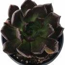 Echeveria Black Prince Cactus Indoor Live House Plant 2.5" Pot Fresh Garden