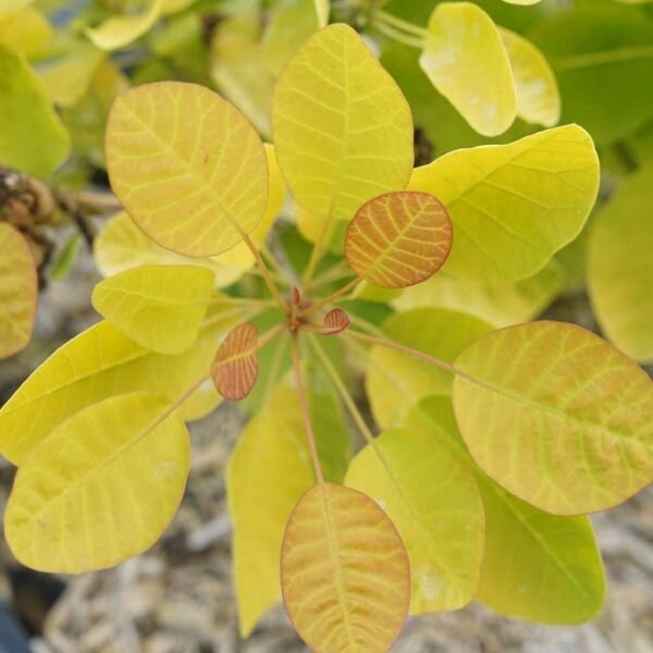 Cotinus Winecraft Gold Smokebush Live Plant 4" Pot Proven Winners Fresh Garden