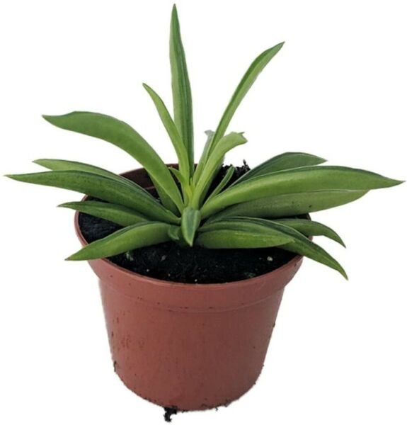 Peperomia Ferreyrae Happy Green Bean Peperomia Easy to Grow Houseplant 2.5" Pot Fresh Garden
