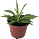 Peperomia Ferreyrae Happy Green Bean Peperomia Easy to Grow Houseplant 2.5" Pot Fresh Garden