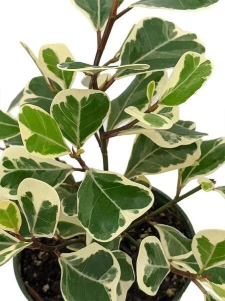 Ficus Triangularis Variegata Rare Variegated Triangle Weeping Fig 4" Pot Fresh Garden