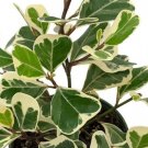 Ficus Triangularis Variegata Rare Variegated Triangle Weeping Fig 4" Pot Fresh Garden