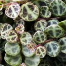 Peperomia Prostrata String of Hearts 2" Pot Terrarium Fairy Houseplant Fresh Garden