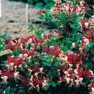 Honeysuckle Plant Lonicera Late Dutch Serotina Belgica Vine 2.5" Pot Fragrant Fresh Garden