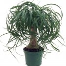 Beaucarnea Guatemalan Red Ponytail Palm 6" Pot Easy to Grow Live Plant Indoor Fresh Garden