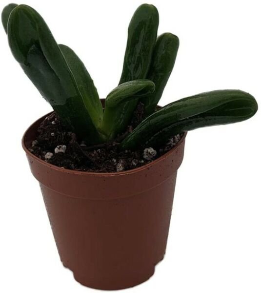 Crassula &Icirc;�vuta Hobbit Jade Plant 2" Pot Easy to Grow Indoor Houseplant Fresh Garden
