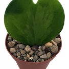 Hoya Kerri Sweetheart Waxplant Easy to Grow Houseplant 2" Pot Indoor Live Plant Fresh Garden