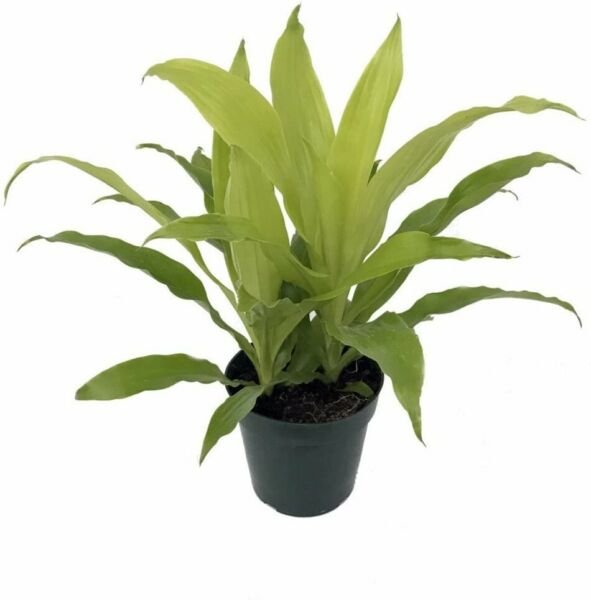 Dracaena Deremensis Limelight Madagascar Dragon Tree 6" Pot Easy Grow Houseplant Fresh Garden