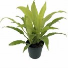 Dracaena Deremensis Limelight Madagascar Dragon Tree 6" Pot Easy Grow Houseplant Fresh Garden