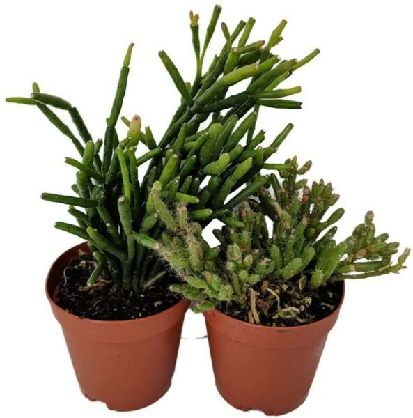 Rhipsalis Drunkard's Dream Spice Cactus Live Plants 2" Pots 2 Pack Plant Fresh Garden