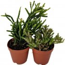 Rhipsalis Drunkard's Dream Spice Cactus Live Plants 2" Pots 2 Pack Plant Fresh Garden
