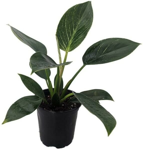 Birkin Philodendron Rare White Veined Live Plant 4" Pot Indoor Houseplant Fresh Garden