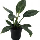 Birkin Philodendron Rare White Veined Live Plant 4" Pot Indoor Houseplant Fresh Garden