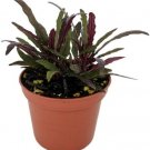 Hemigraphis Dragon's Tongue Plant Terrarium Fairy Houseplant 2.5" Pot Fresh Garden