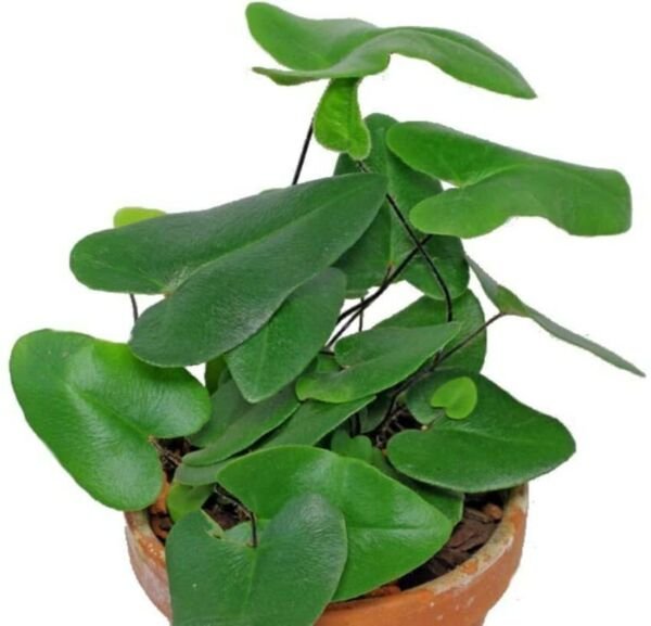 Hemionitis Arifolia Rare Floating Heart Fern Live Plant 2.5" Pot Fern Houseplant Fresh Garden