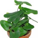 Hemionitis Arifolia Rare Floating Heart Fern Live Plant 2.5" Pot Fern Houseplant Fresh Garden