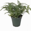 Davallia Rabbit's Foot Fern Live Plant 2.5" Pot Perfect Fairy s Fresh Garden