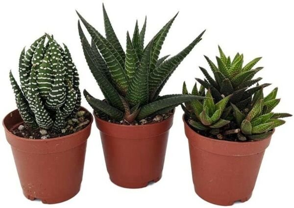 3 Plants Different Haworthia Collection Easy to Grow/Hard to Kill 2" Pot Indoor Fresh Garden