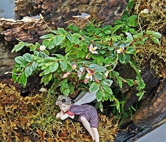Begonia Foliasa Tiny Pink Plant 2.5" Pot Terrarium Fairy Houseplant Fresh Garden