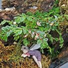 Begonia Foliasa Tiny Pink Plant 2.5" Pot Terrarium Fairy Houseplant Fresh Garden