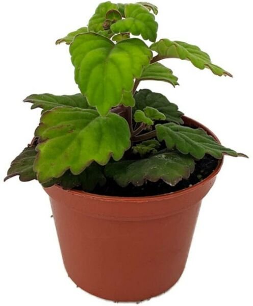 Plectranthus Ernstii Zen Buddha Swedish Ivy Plant 2.5" Pot Houseplant or Bonsai Fresh Garden